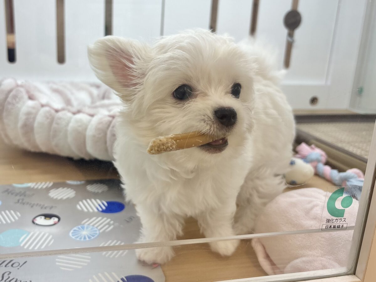 チワマル（マルチワ）