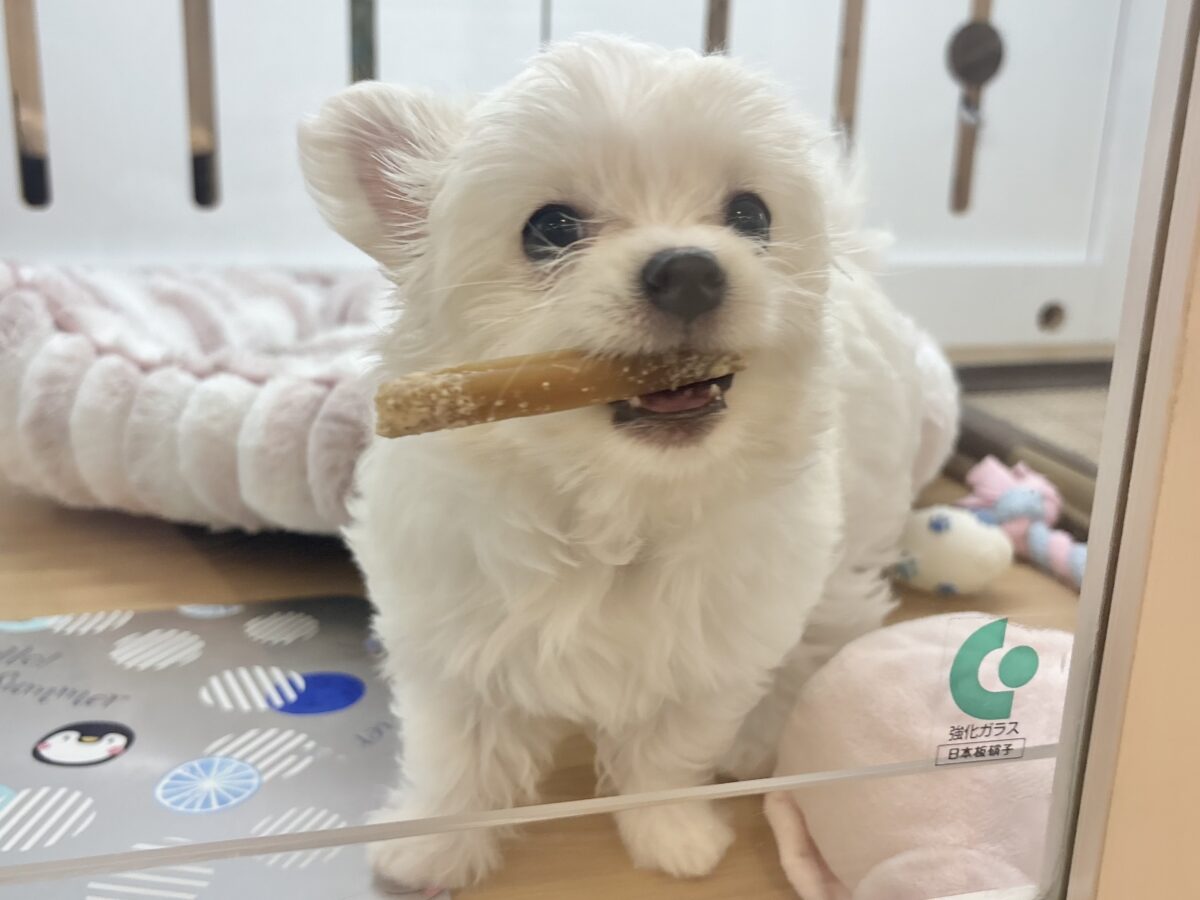 チワマル（マルチワ）