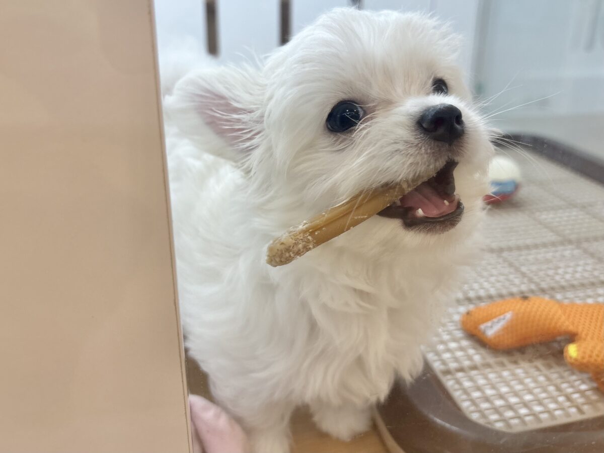 チワマル（マルチワ）