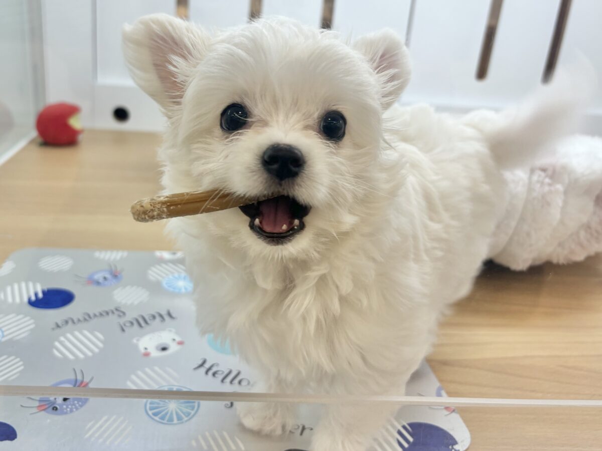 超ホヤホヤ最新画像✨アピールは全力がモットー！チワマルちゃん！