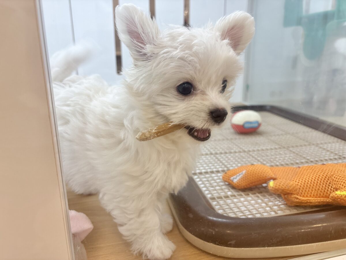 チワマル（マルチワ）