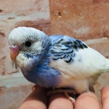 大人気カラー！！！💙💙💙　セキセイインコ（パイド）