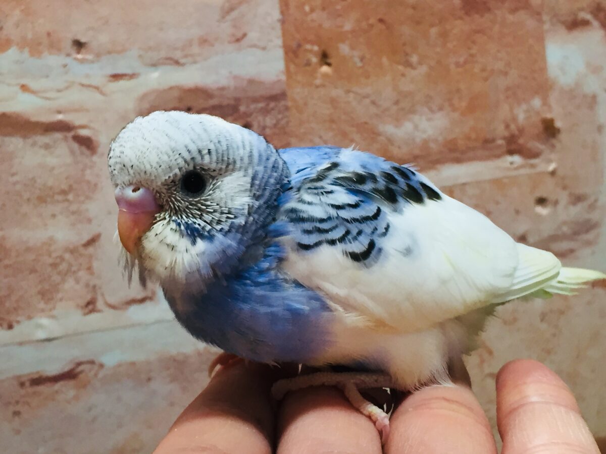大人気カラー！！！💙💙💙　セキセイインコ（パイド）