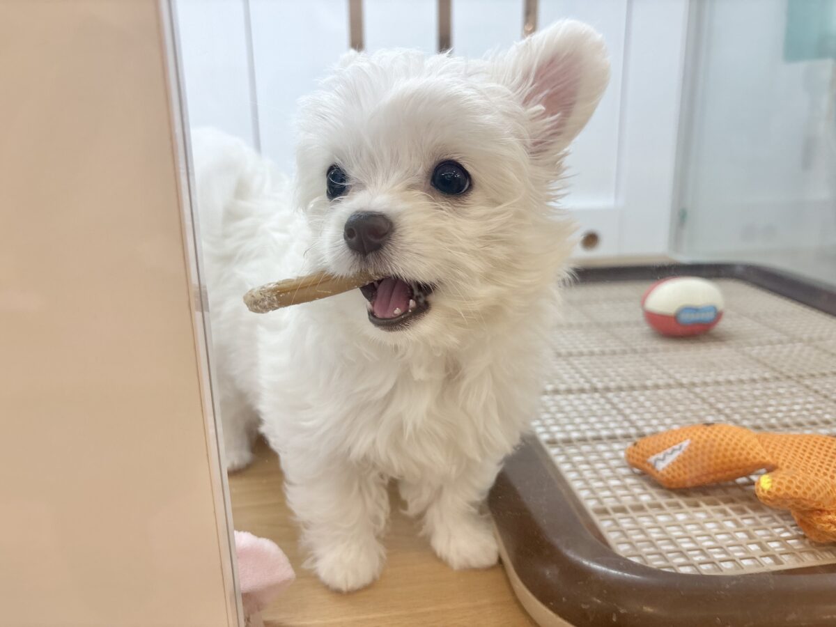 チワマル（マルチワ）
