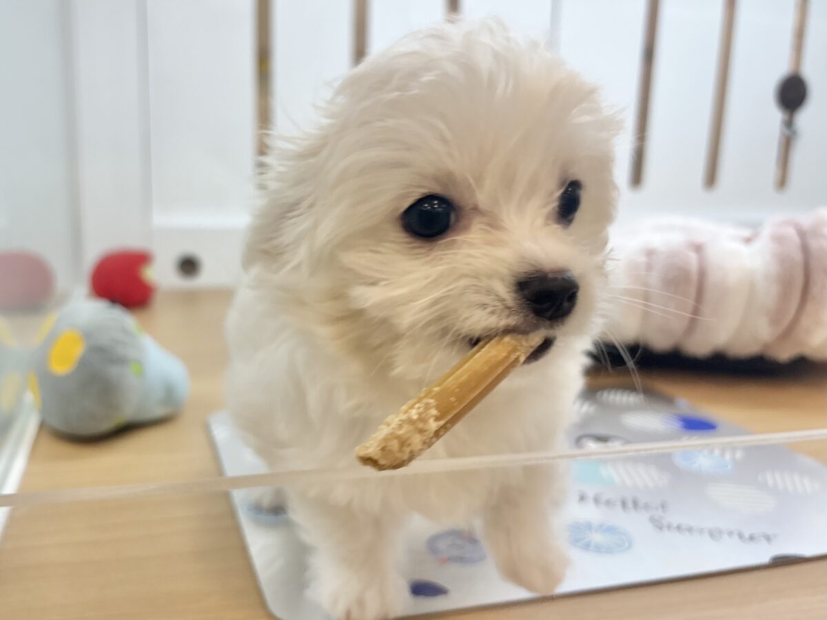 チワマル（マルチワ）