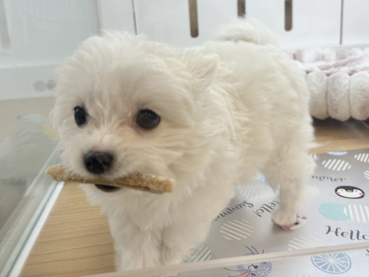 チワマル（マルチワ）