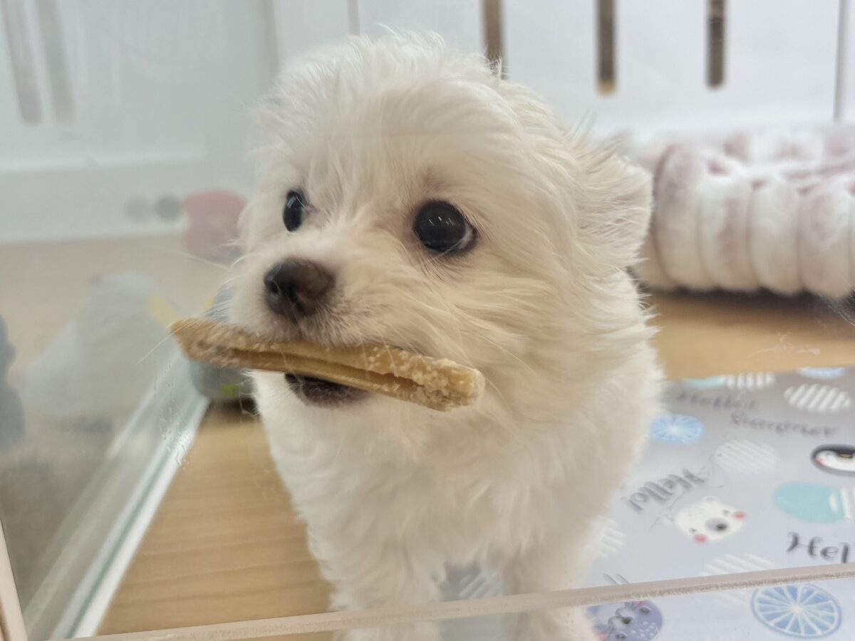 チワマル（マルチワ）