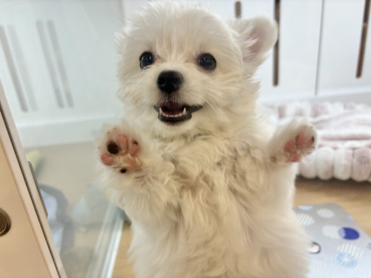 チワマル（マルチワ）