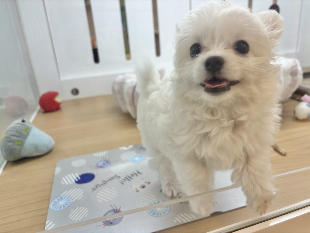 チワマル（マルチワ）