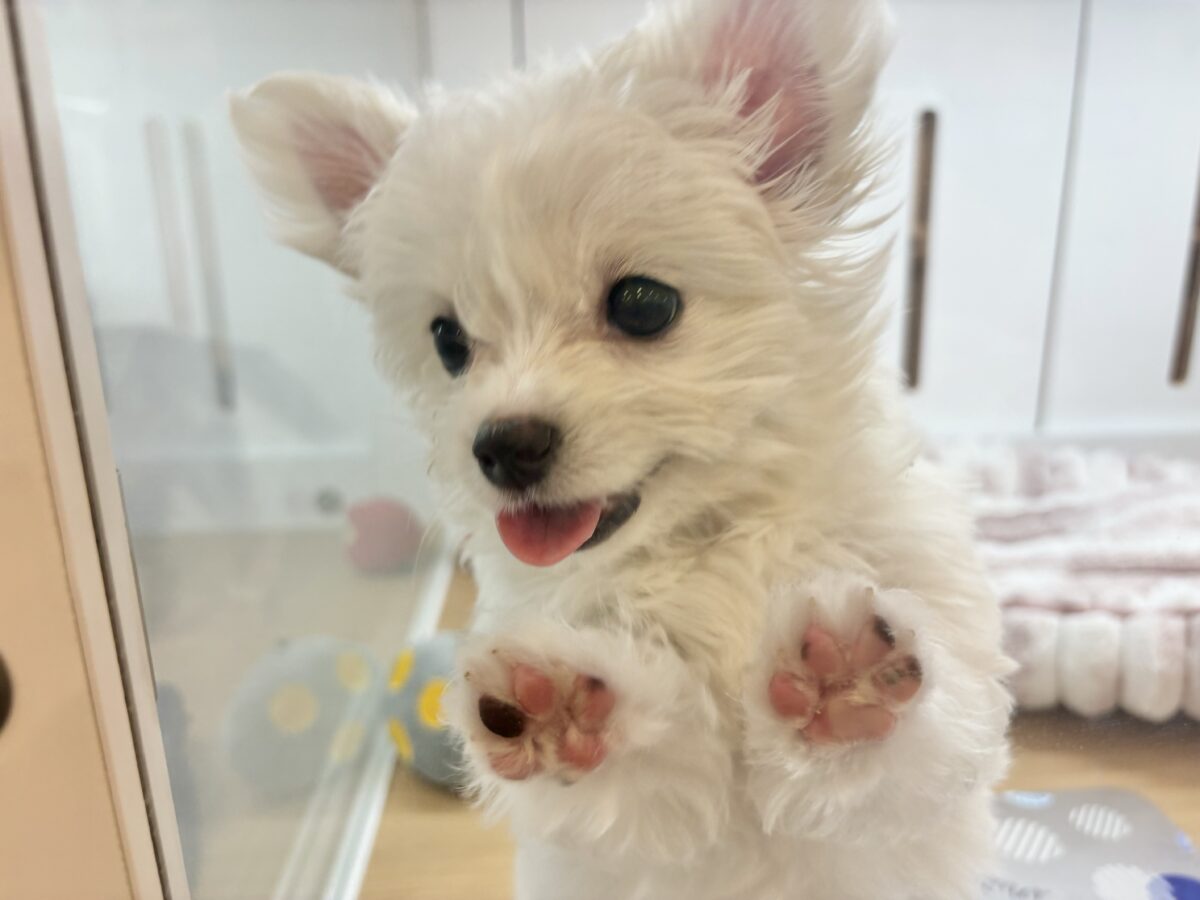 チワマル（マルチワ）