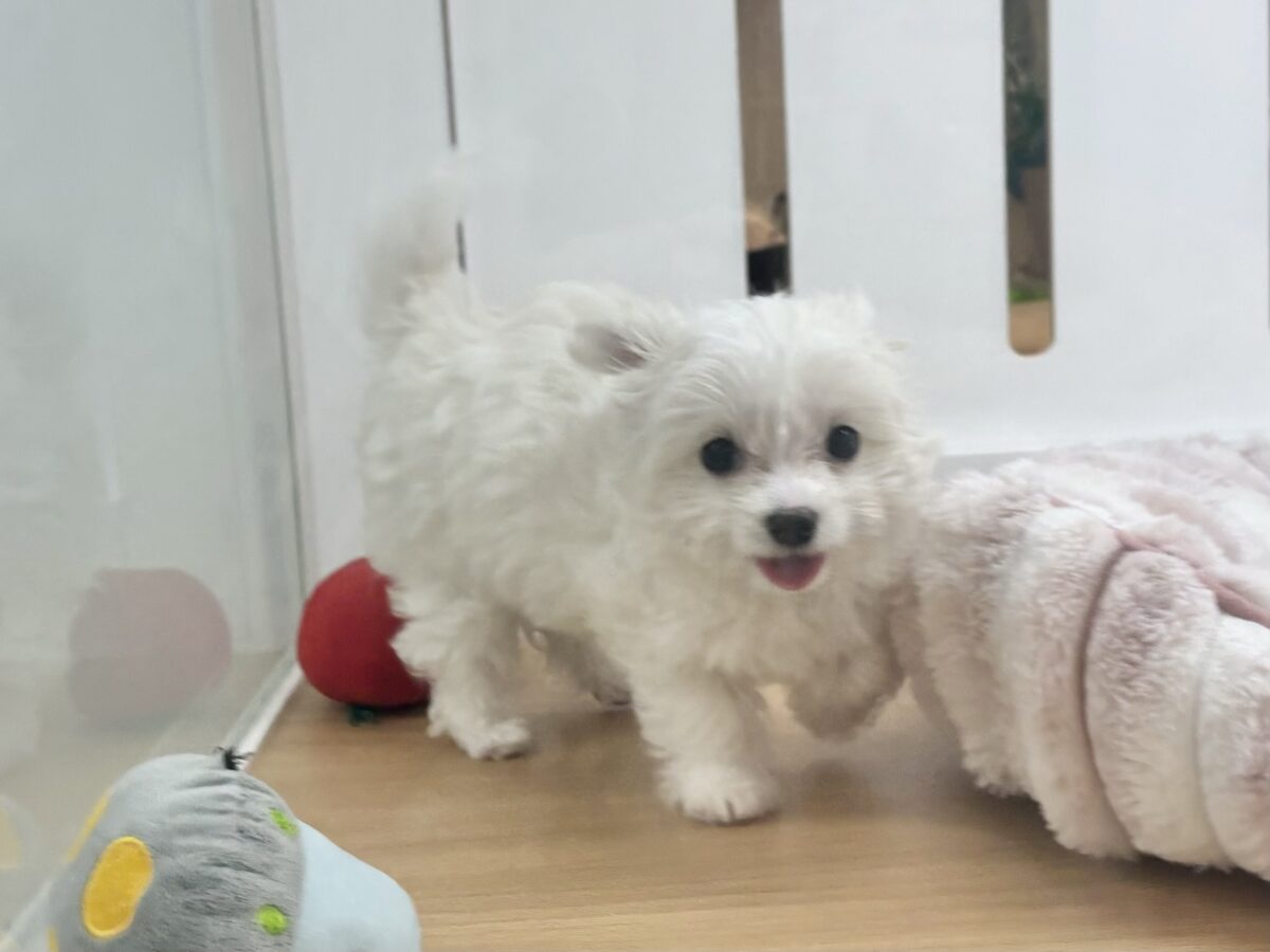 チワマル（マルチワ）
