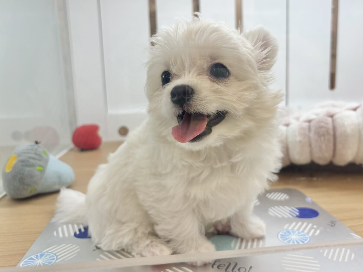 チワマル（マルチワ）