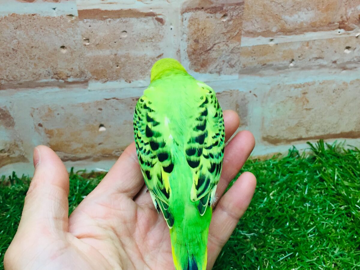 セキセイインコ