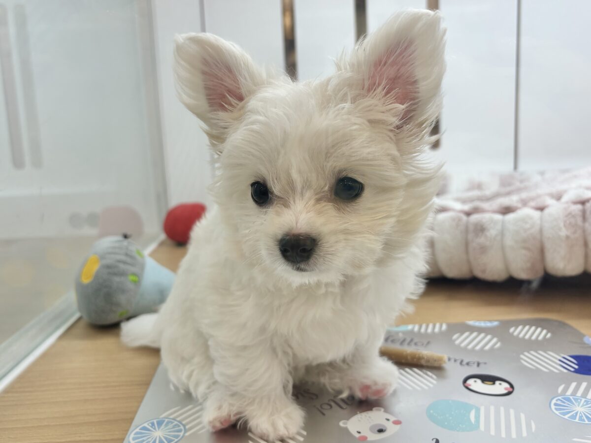 チワマル（マルチワ）