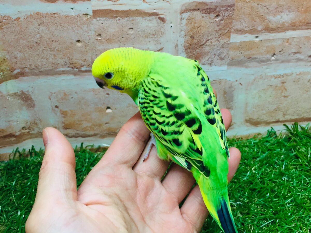 セキセイインコ