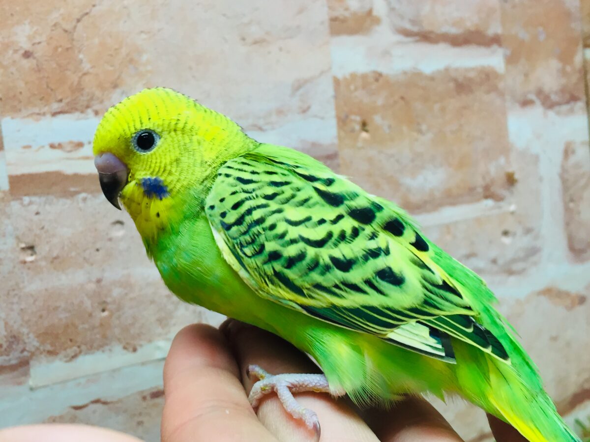 セキセイインコ