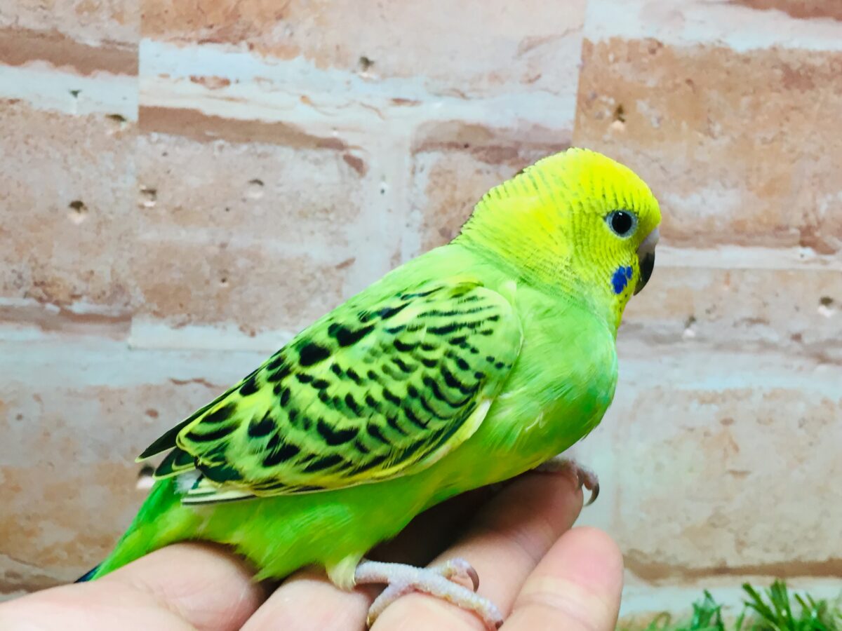 セキセイインコ