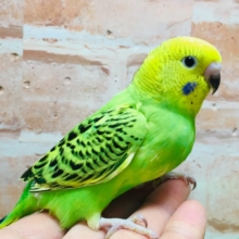 💚💚セキセイインコ（オパーリン）💚💚