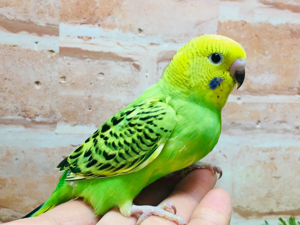 💚💚セキセイインコ（オパーリン）💚💚