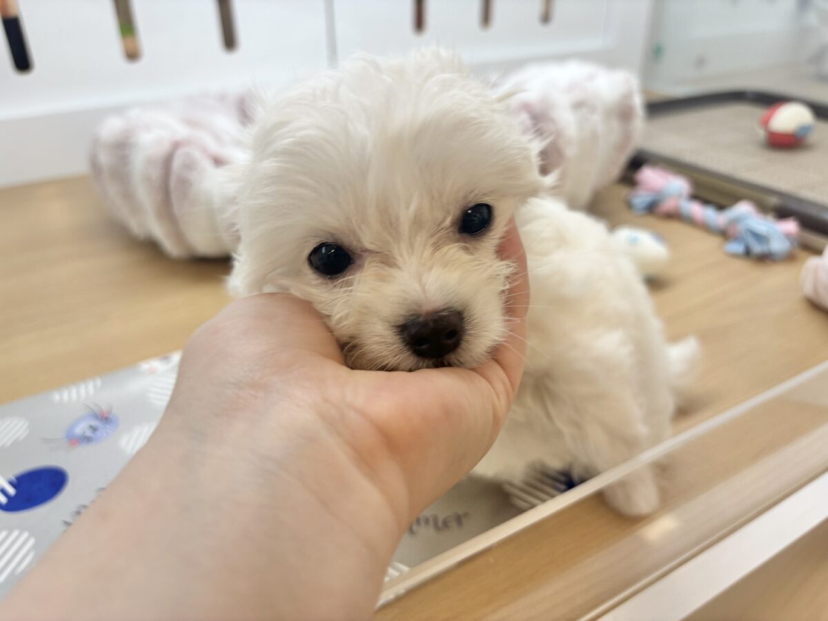 チワマル（マルチワ）