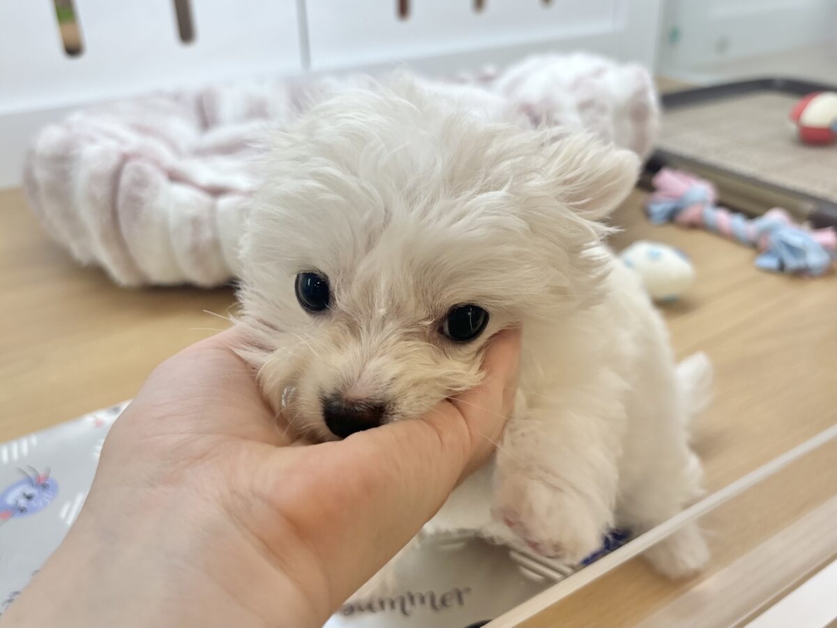 チワマル（マルチワ）