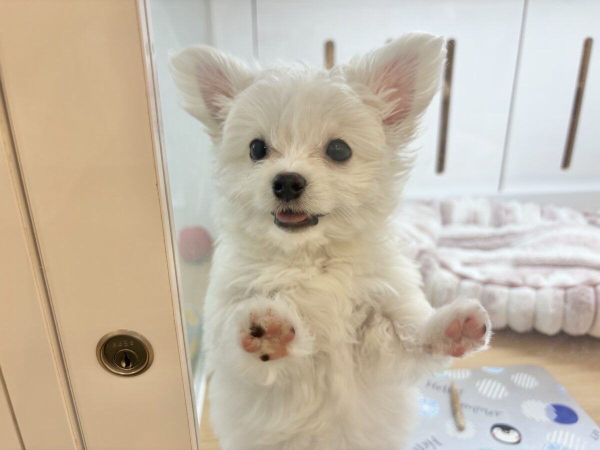 チワマル（マルチワ）