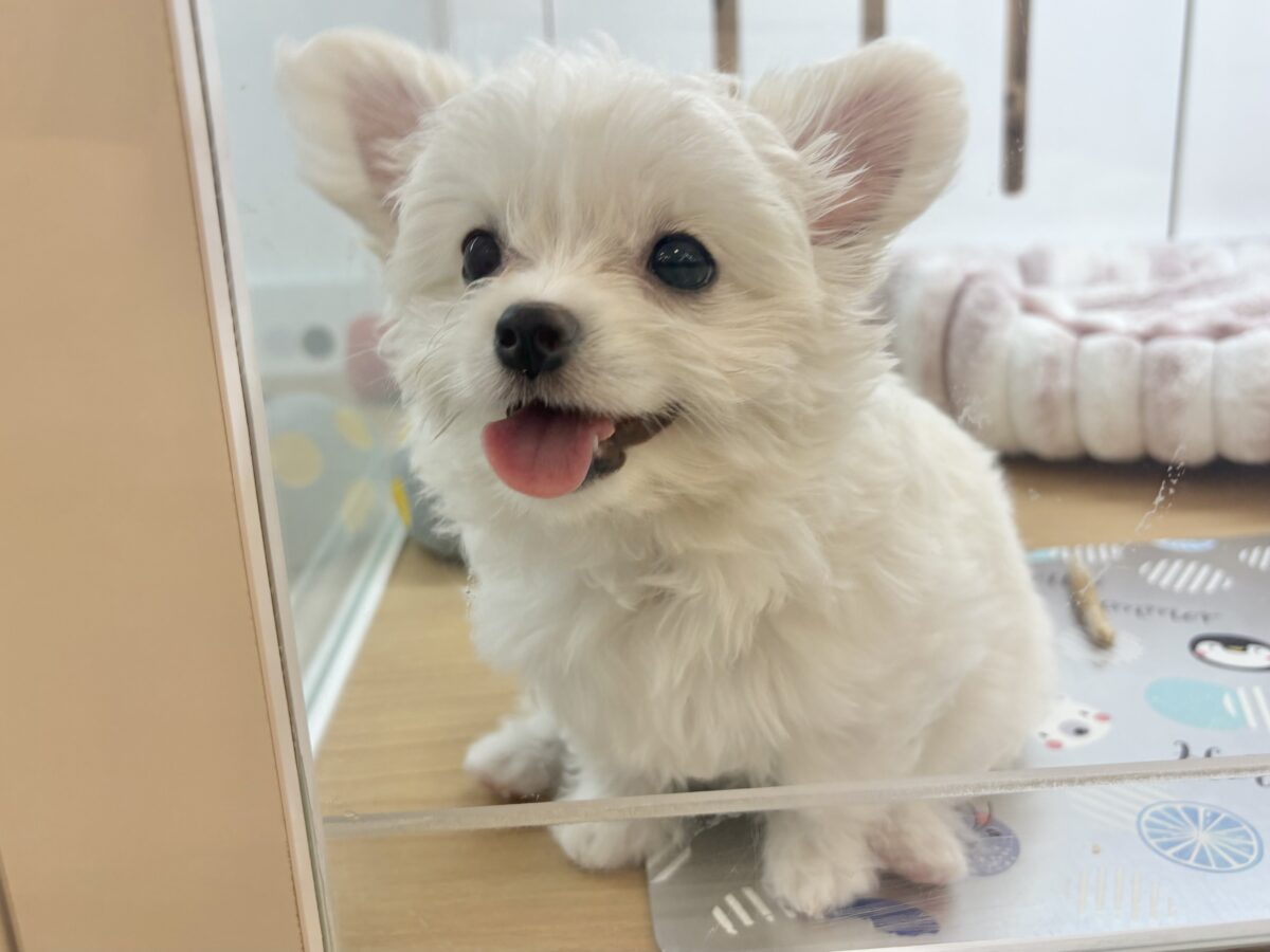 チワマル（マルチワ）
