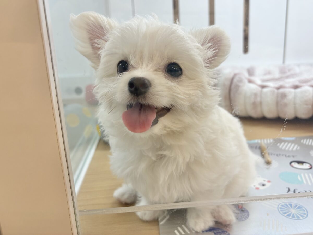 チワマル（マルチワ）