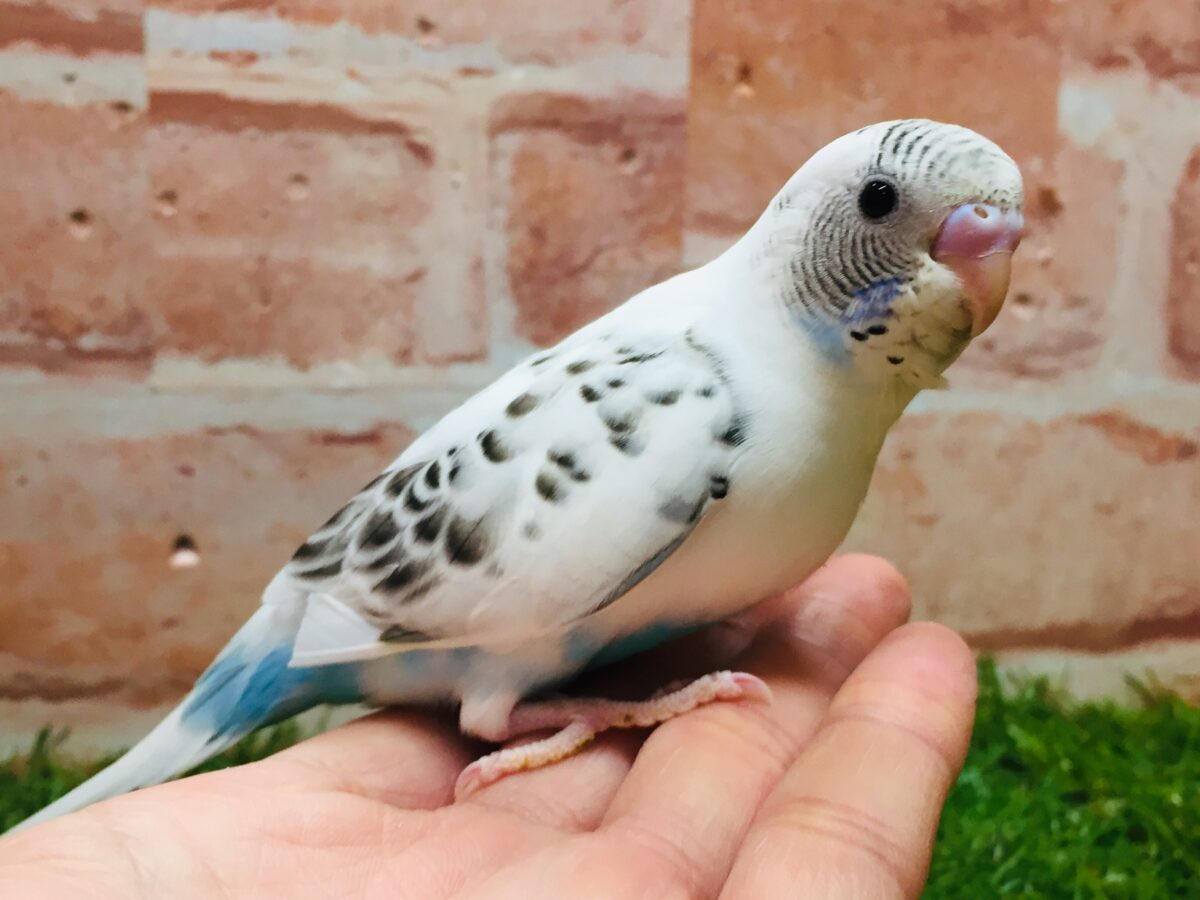 久々入舎！！　白ハルクインカラーのセキセイちゃんがやってきましたよ～(●´ω｀●)🌟