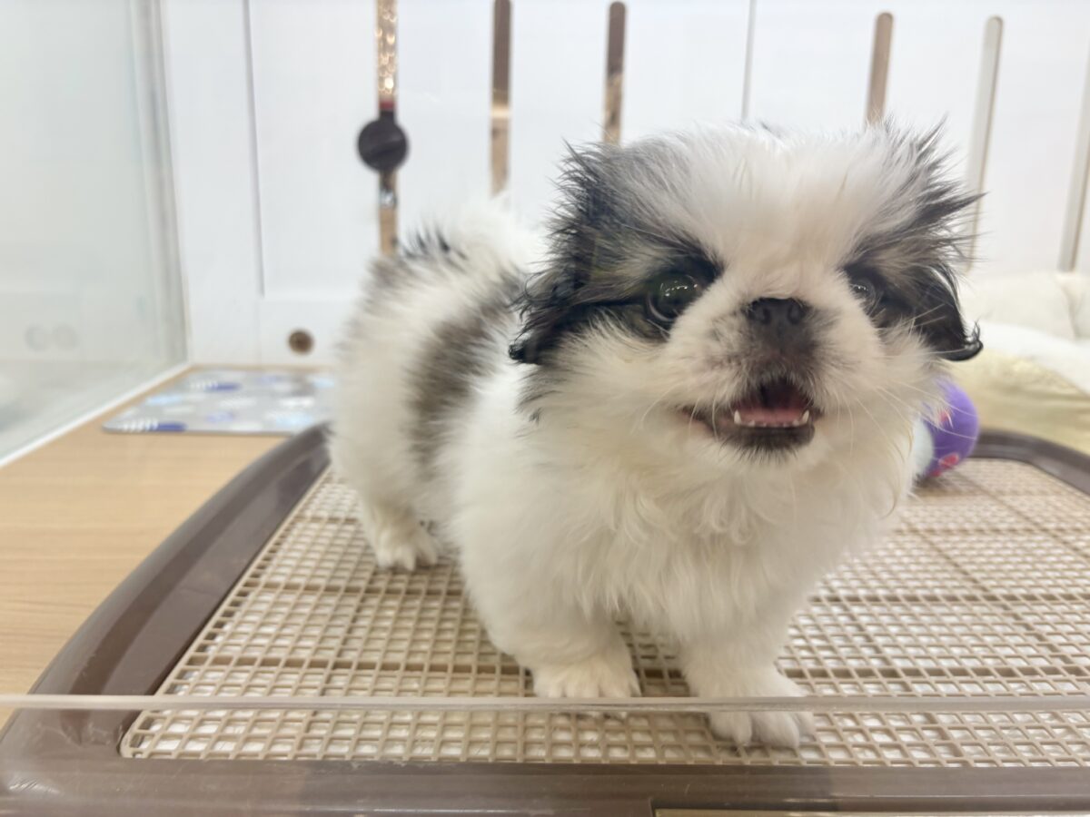 ペキニーズ