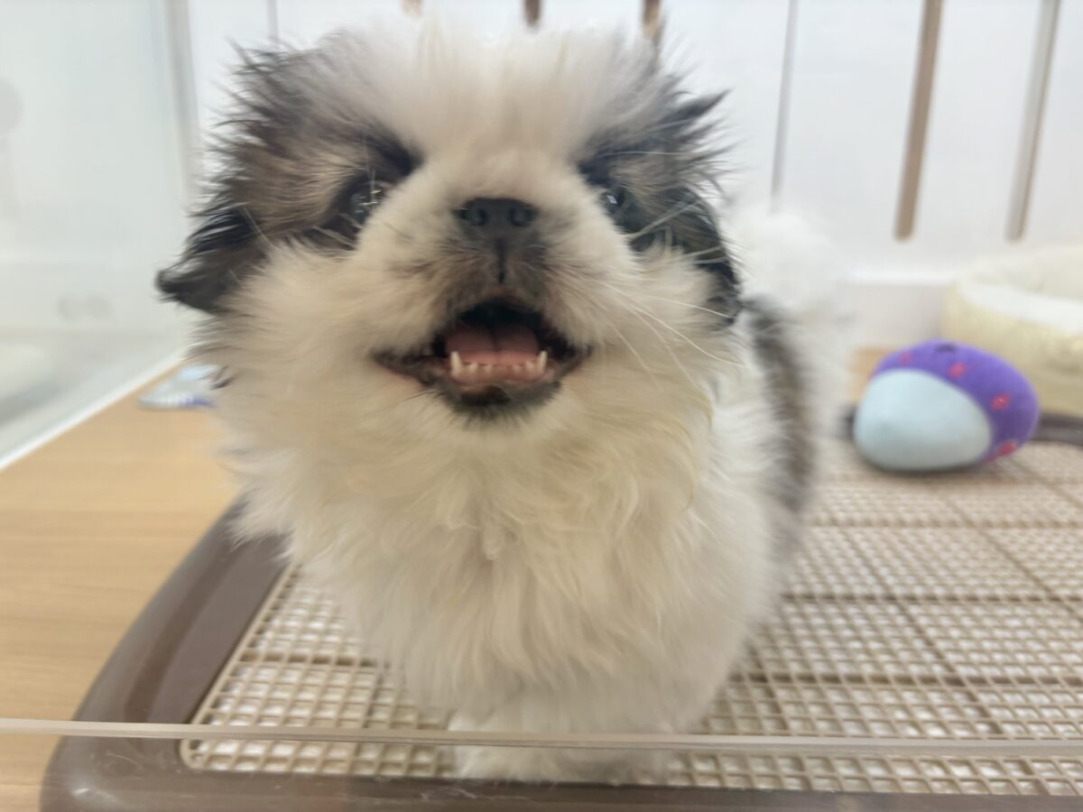 ペキニーズ