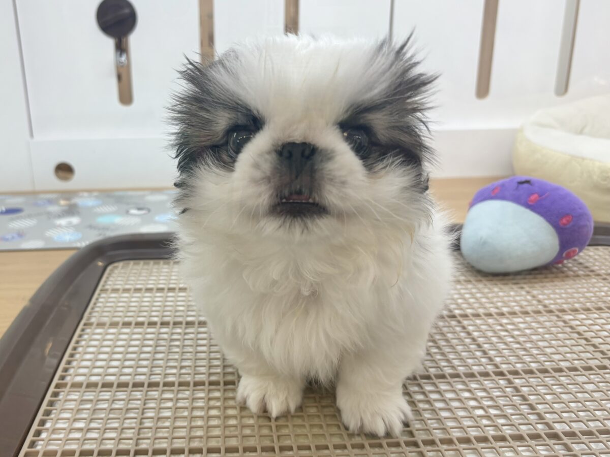 ペキニーズ