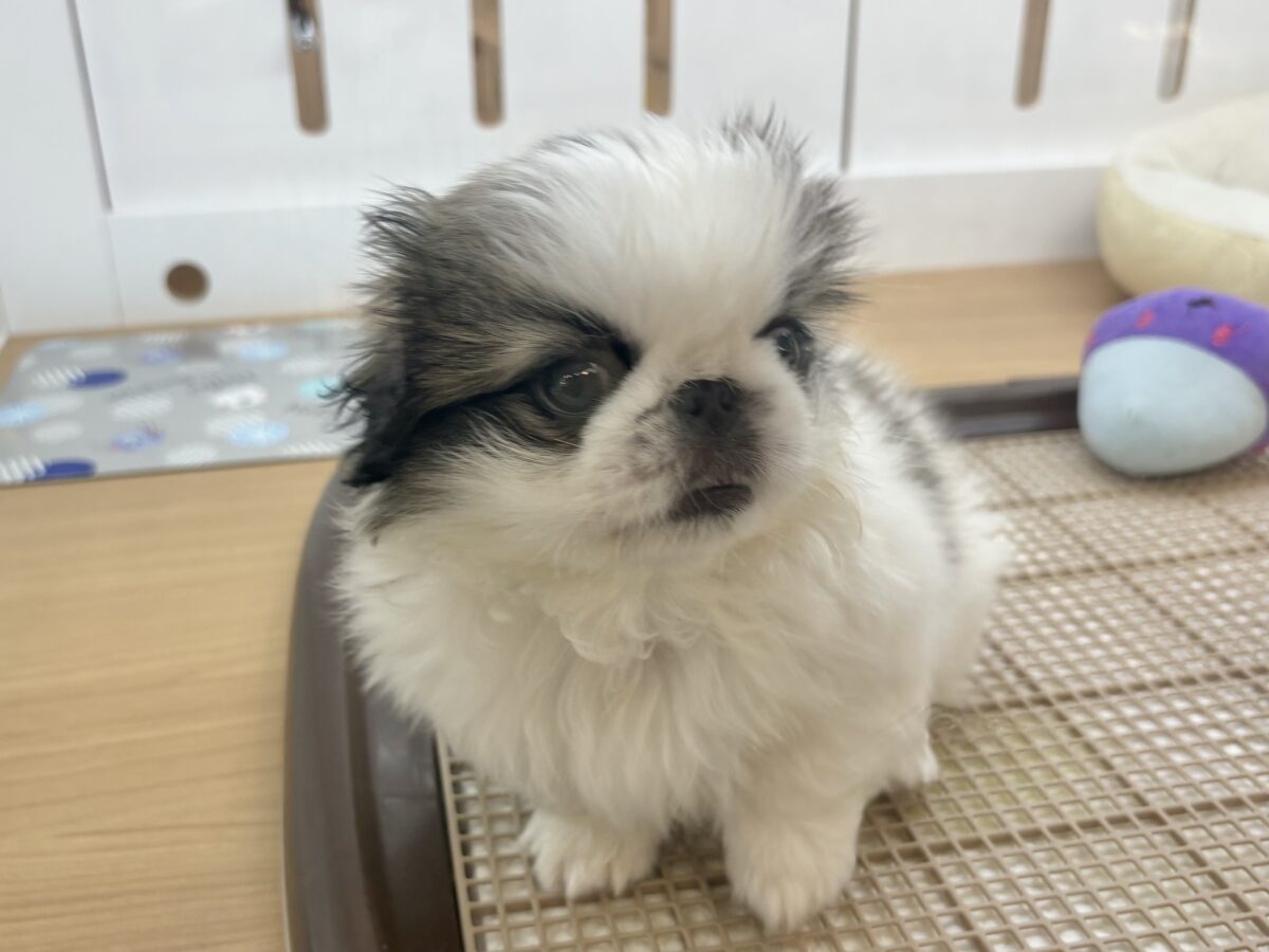 ペキニーズ
