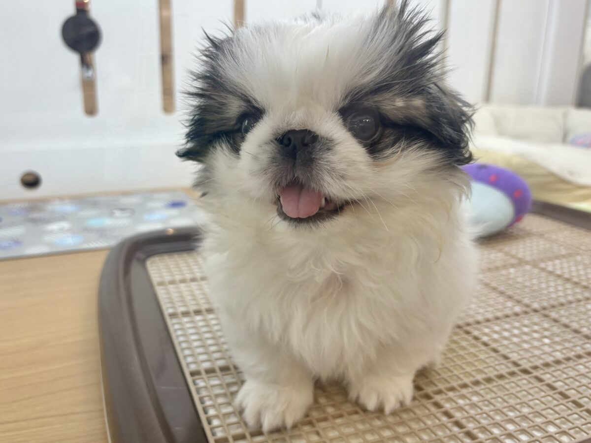 ペキニーズ