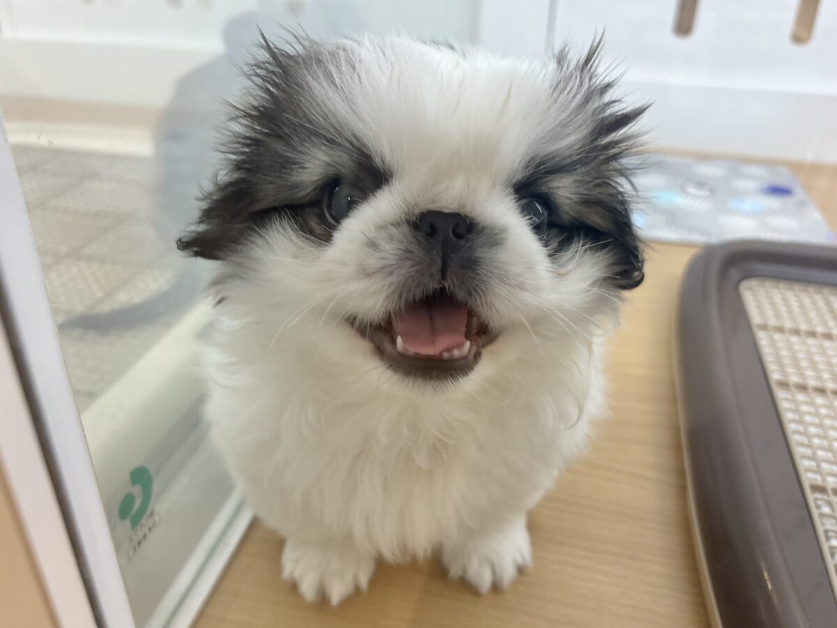 ペキニーズ