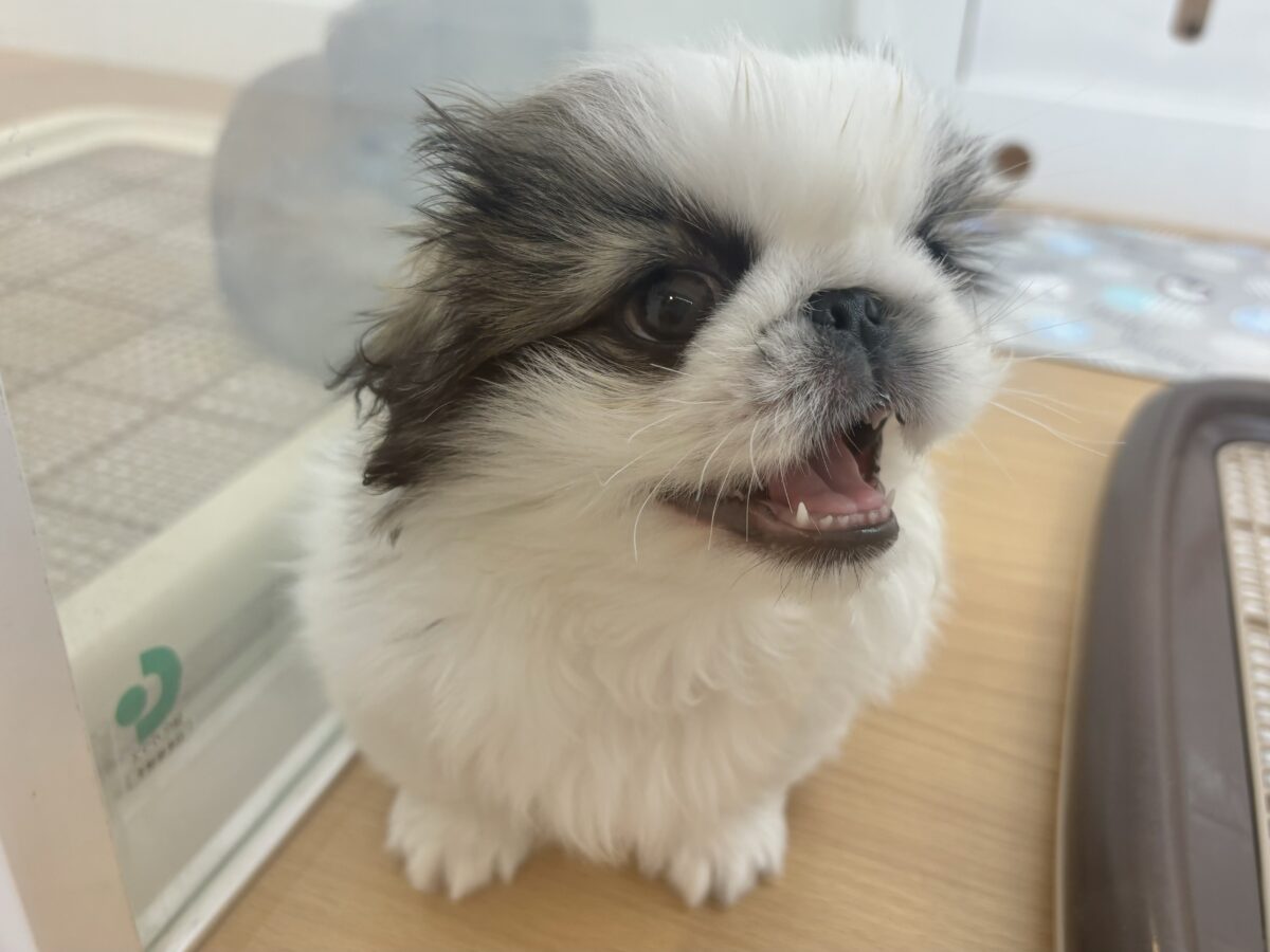 ペキニーズ