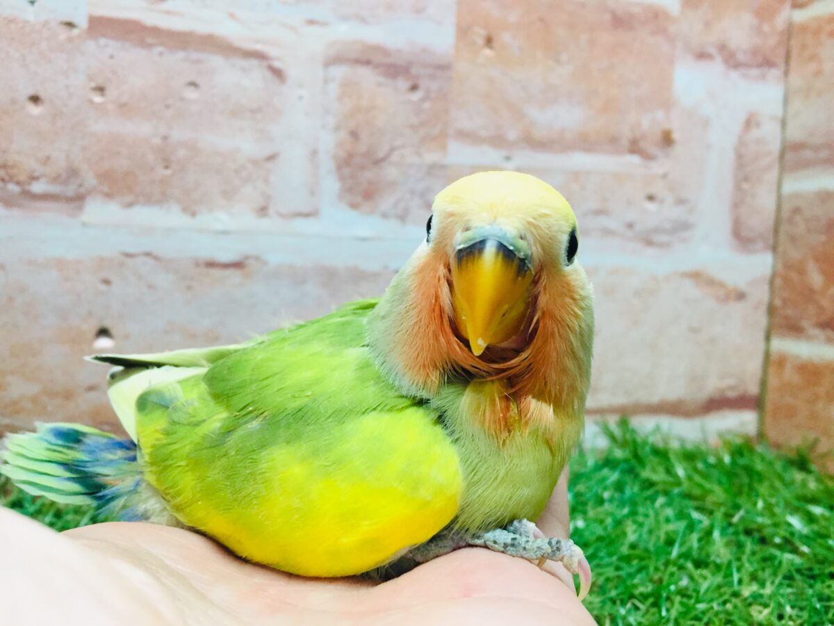コザクラインコ（小桜インコ）