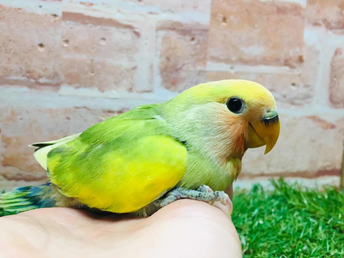 コザクラインコ（小桜インコ）