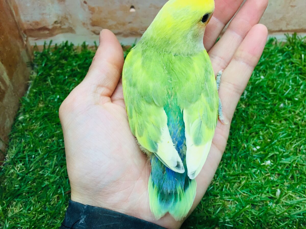 コザクラインコ（小桜インコ）