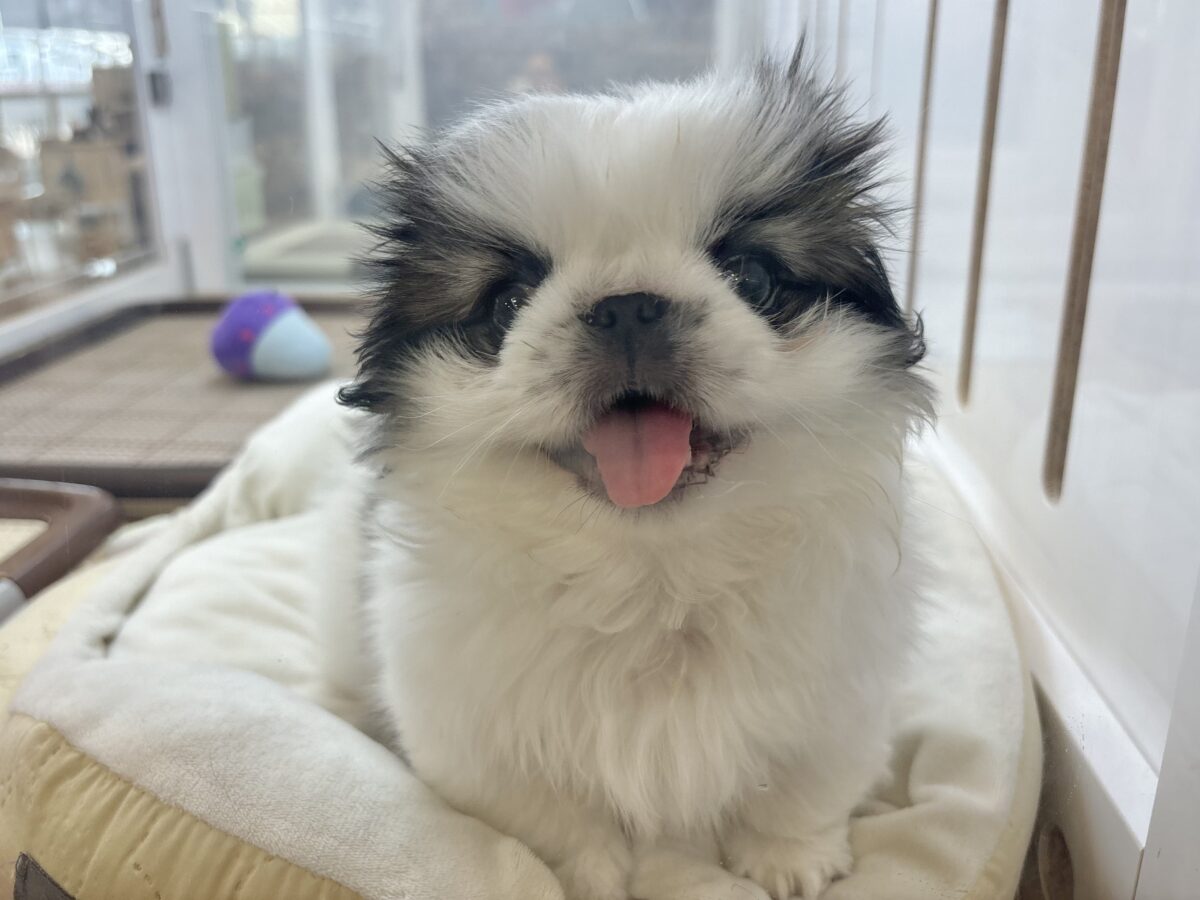 ペキニーズ