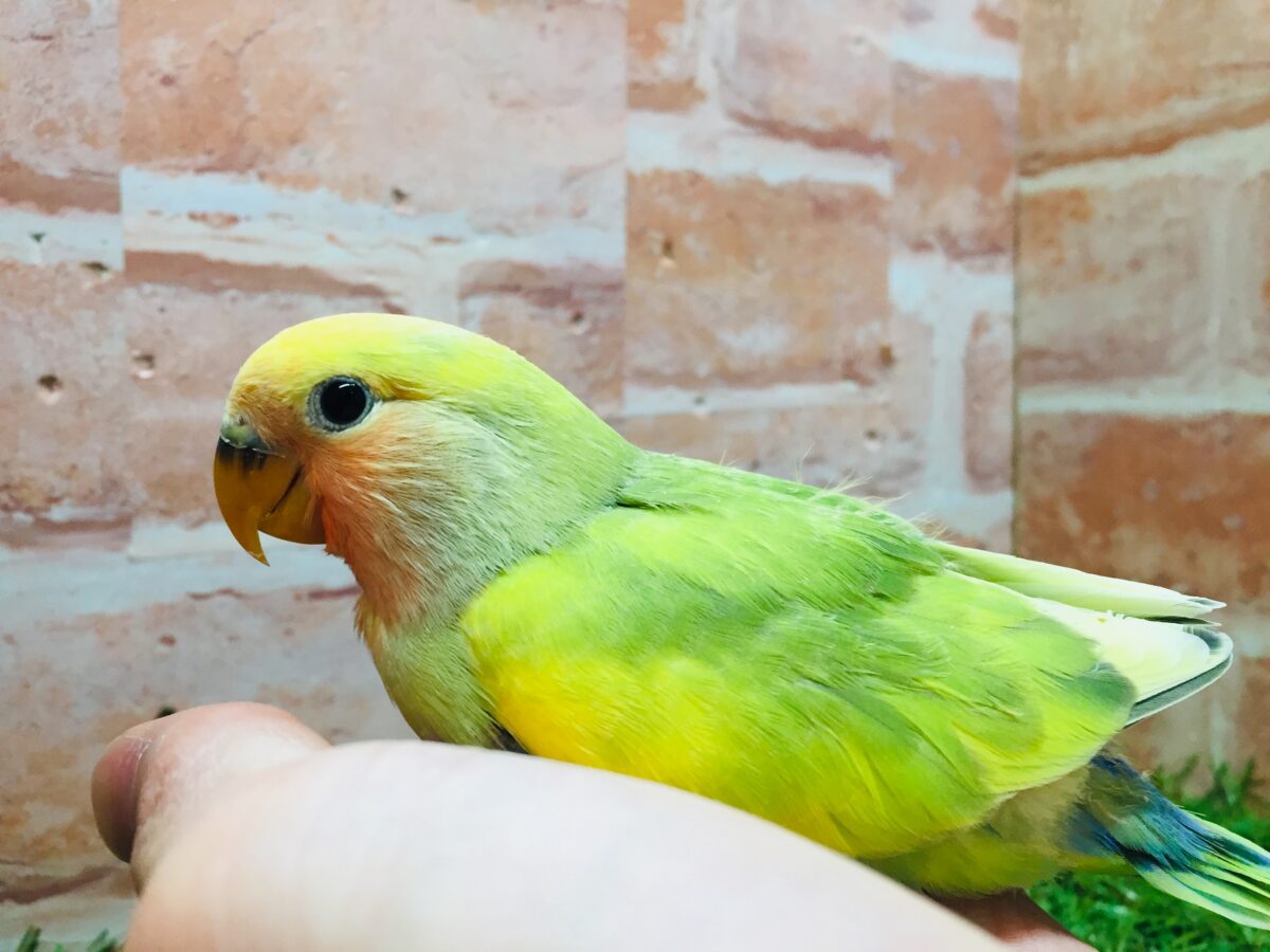 コザクラインコ（小桜インコ）