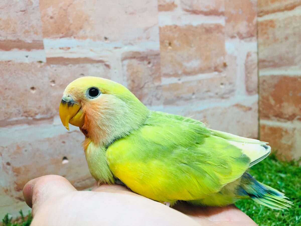 コザクラインコ（小桜インコ）