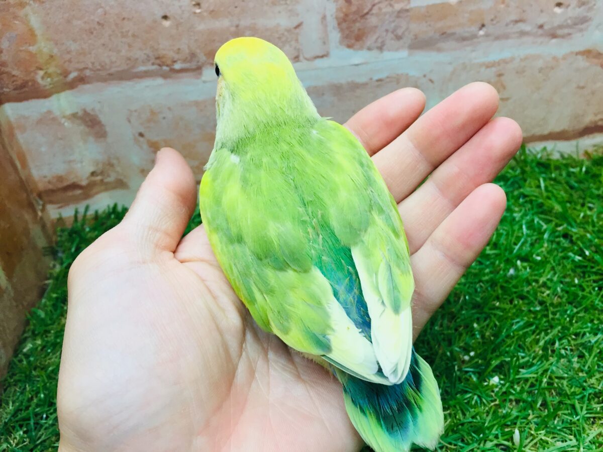 コザクラインコ（小桜インコ）