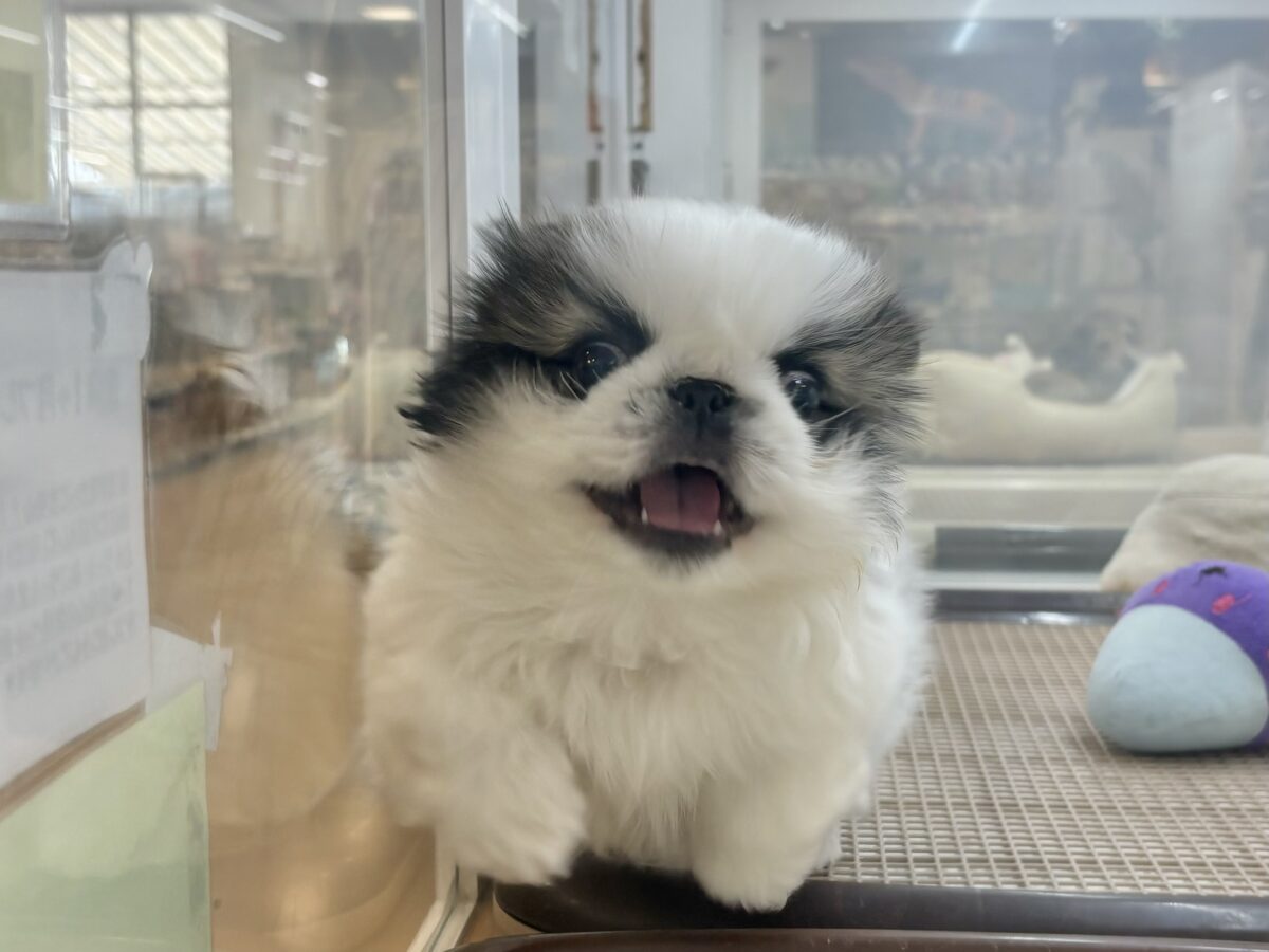 ペキニーズ