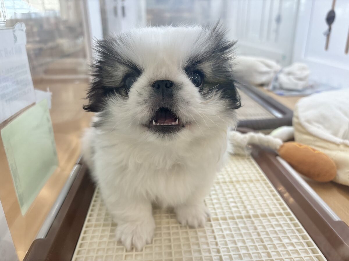 ペキニーズ