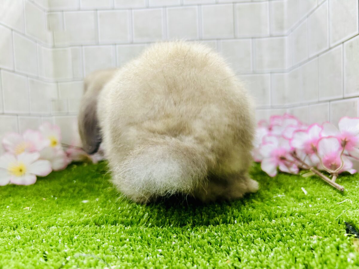 ホーランドロップ