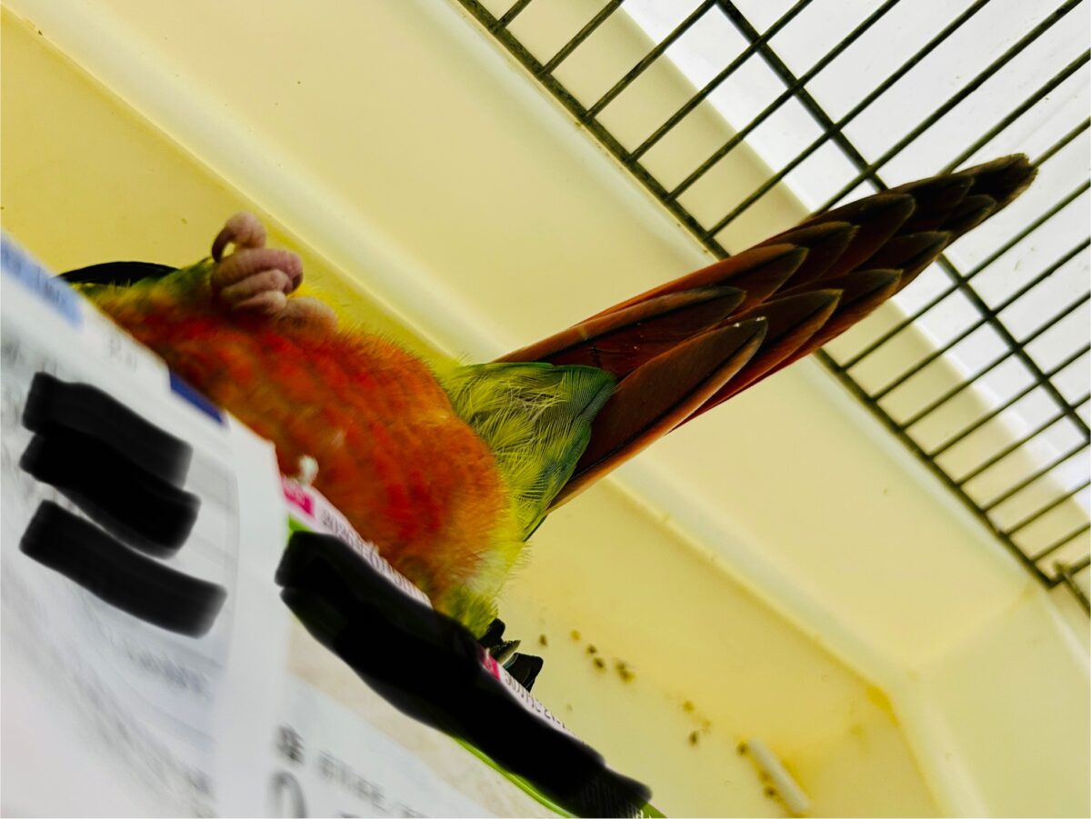 ワキコガネウロコインコ