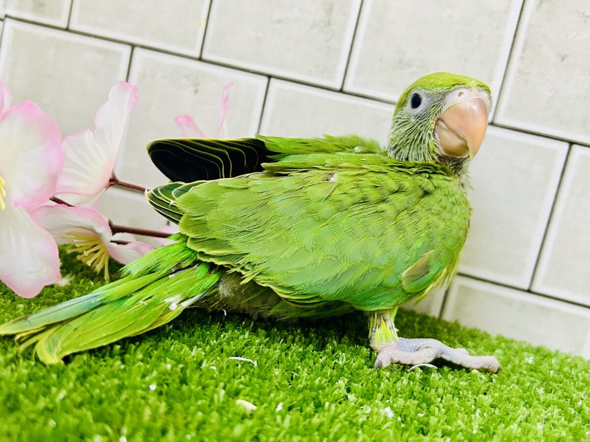 ワカケホンセイインコ（月の輪インコ）
