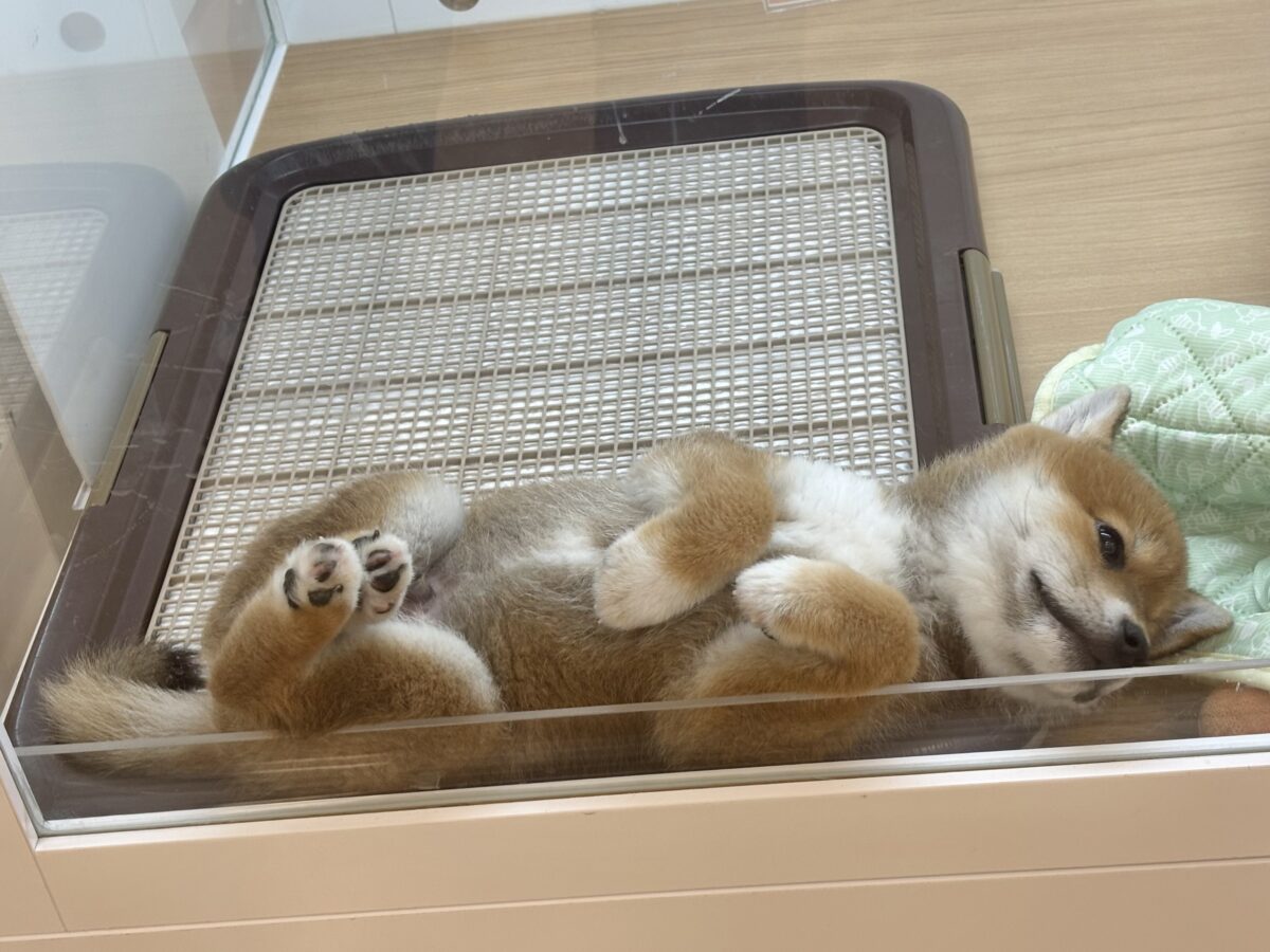 柴犬