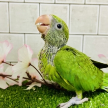 【最新画像更新☆☆】かなりお久しぶりの入舎では？？　ワカケホンセイインコ